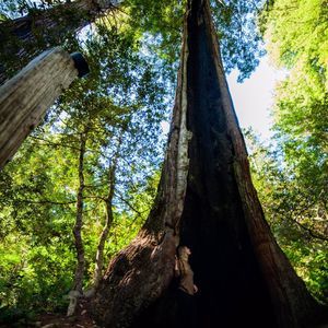 Meet your Posher, Cat